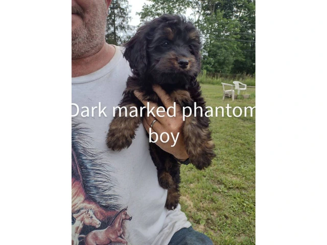 3 month old cockapoo puppies for sale - 1/3