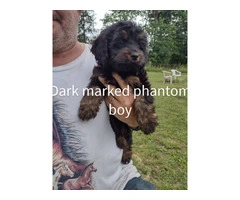 3 month old cockapoo puppies for sale - 1