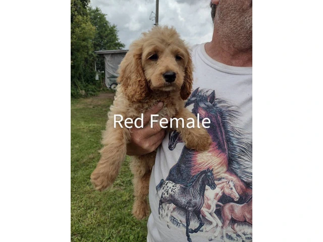 3 month old cockapoo puppies for sale - 2/3