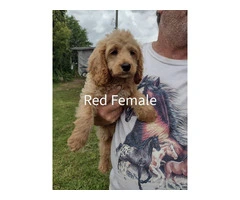 3 month old cockapoo puppies for sale - 2