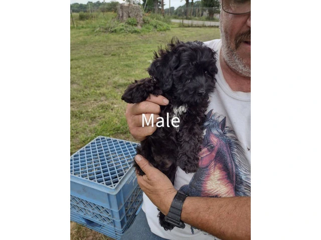 3 month old cockapoo puppies for sale - 3/3