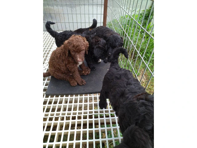 Cheap bernedoodle puppies - 1/3