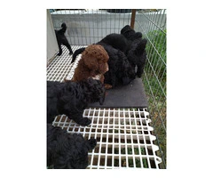 Cheap bernedoodle puppies - 2