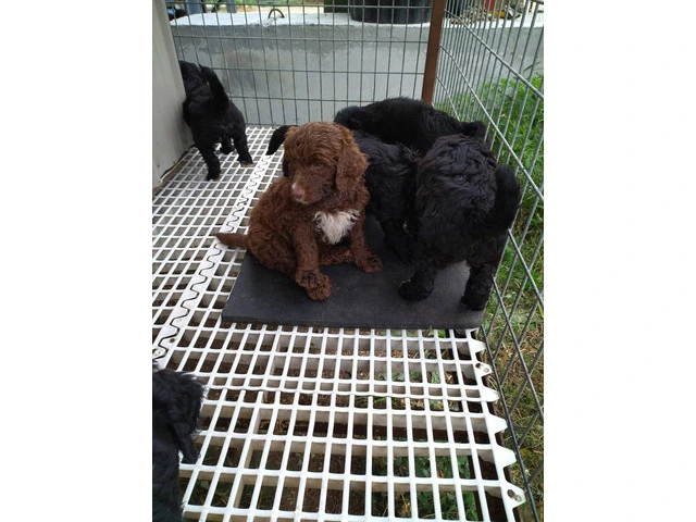 Cheap bernedoodle puppies - 3/3