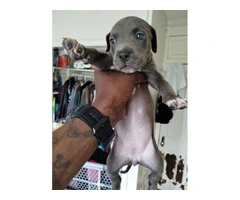 Blue Nose Pit Breeds Available for Rehoming to Loving Homes