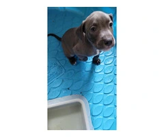 Blue Nose Pit Breeds Available for Rehoming to Loving Homes - 3