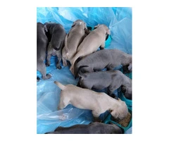 Blue Nose Pit Breeds Available for Rehoming to Loving Homes - 4