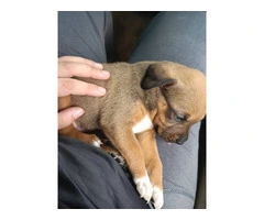 3 Chihuahua/pitbull mix pups for sale - 3