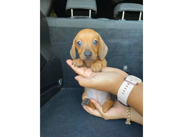 Cute shorthaired mini dachshund puppy - 1/2