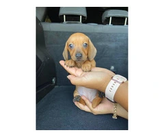 Cute shorthaired mini dachshund puppy