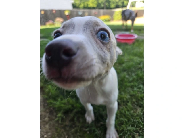 Rat Terrier Milo - 2/6