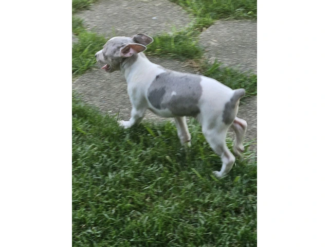 Rat Terrier Milo - 4/6