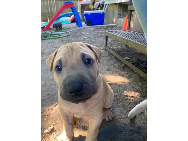 American Bully/Chinese Shar Pei mix puppies - 1/9