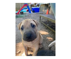 American Bully/Chinese Shar Pei mix puppies