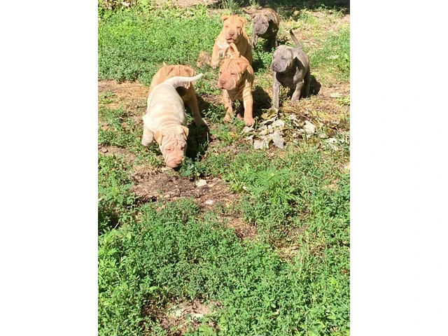 American Bully/Chinese Shar Pei mix puppies - 2/9