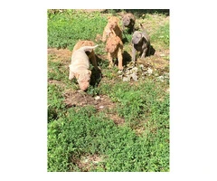 American Bully/Chinese Shar Pei mix puppies - 2