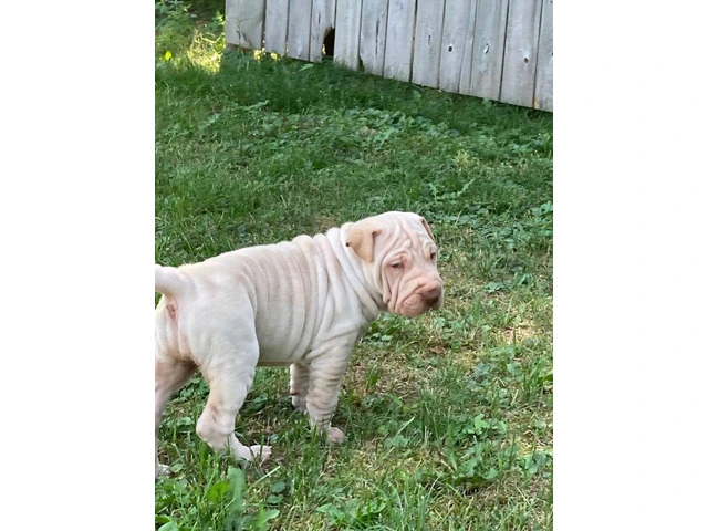 American Bully/Chinese Shar Pei mix puppies - 3/9