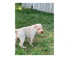 American Bully/Chinese Shar Pei mix puppies - 3