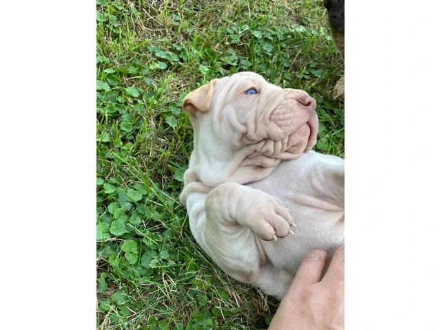 American Bully/Chinese Shar Pei mix puppies - 4/9