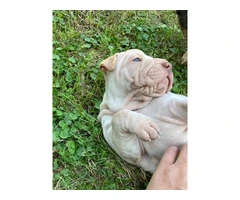 American Bully/Chinese Shar Pei mix puppies - 4