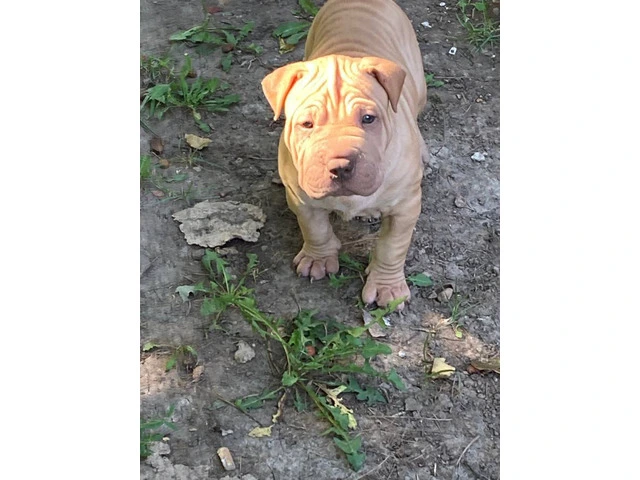 American Bully/Chinese Shar Pei mix puppies - 5/9