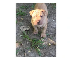 American Bully/Chinese Shar Pei mix puppies - 5