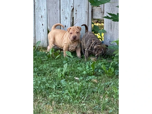 American Bully/Chinese Shar Pei mix puppies - 6/9