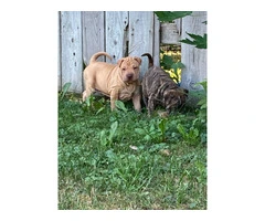 American Bully/Chinese Shar Pei mix puppies - 6