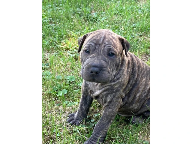 American Bully/Chinese Shar Pei mix puppies - 7/9