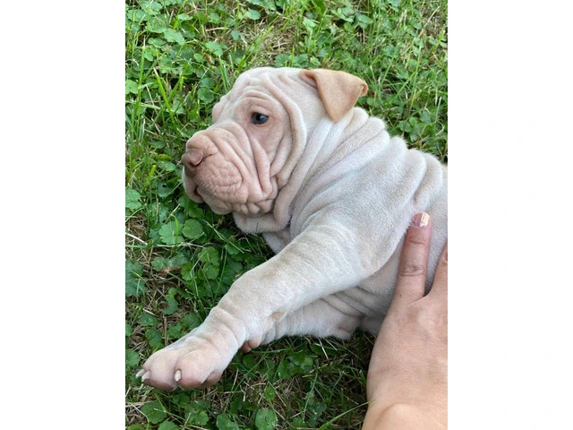 American Bully/Chinese Shar Pei mix puppies - 8/9
