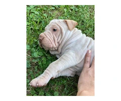 American Bully/Chinese Shar Pei mix puppies - 8