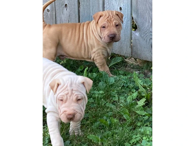American Bully/Chinese Shar Pei mix puppies - 9/9