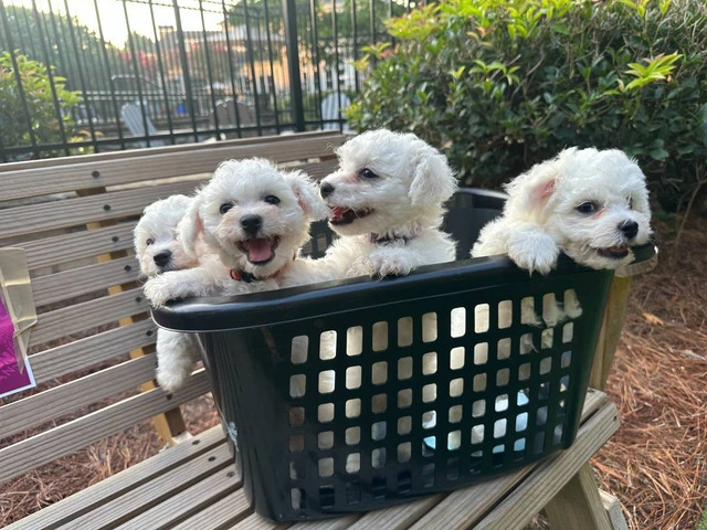 3 Cutest Bichon Pups: Purebred & Hypoallergenic - 1/5