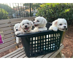3 Cutest Bichon Pups: Purebred & Hypoallergenic - 1