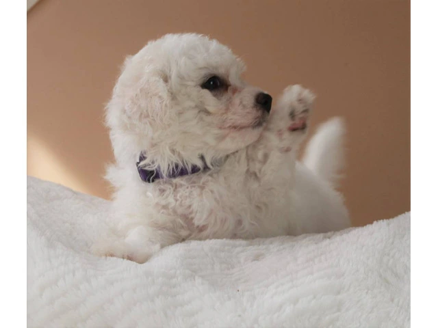 3 Cutest Bichon Pups: Purebred & Hypoallergenic - 2/5