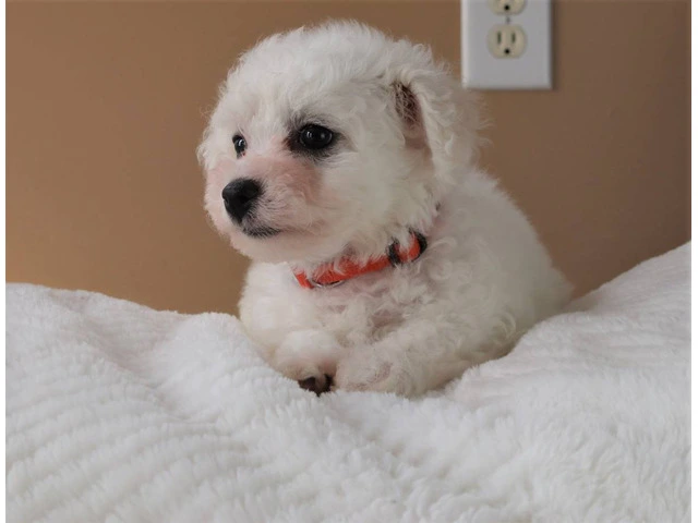 3 Cutest Bichon Pups: Purebred & Hypoallergenic - 4/5