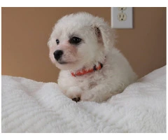 3 Cutest Bichon Pups: Purebred & Hypoallergenic - 4