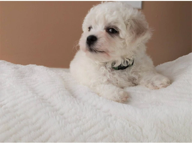 3 Cutest Bichon Pups: Purebred & Hypoallergenic - 5/5