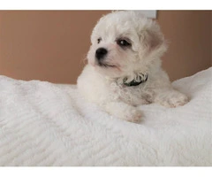 3 Cutest Bichon Pups: Purebred & Hypoallergenic - 5