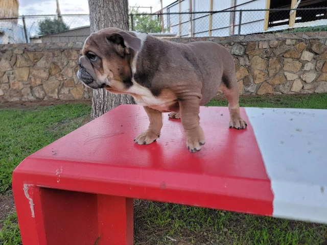 2 AKC English Bulldog puppies for sale - 4/4