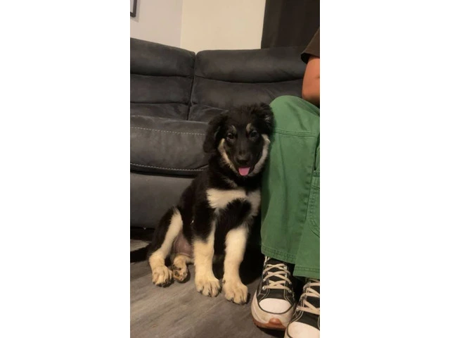 2 months old Shepsky puppy - 1/1