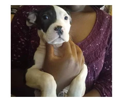 Girl pitbull puppy needs a home