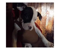 Girl pitbull puppy needs a home - 2