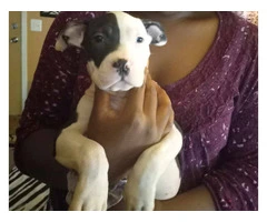 Girl pitbull puppy needs a home - 3