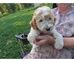2 baby golden doodle girl for sale