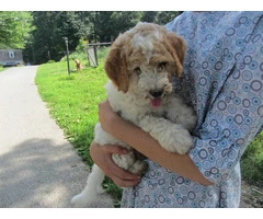 2 baby golden doodle girl for sale - 2