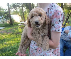 2 baby golden doodle girl for sale - 3