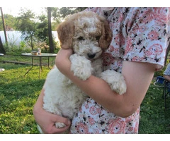 2 baby golden doodle girl for sale - 4