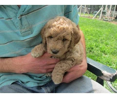 2 baby golden doodle girl for sale - 5