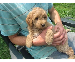 2 baby golden doodle girl for sale - 6